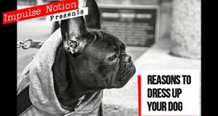 Reasons to Dress Up Your Dog