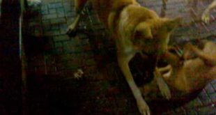 recently sterilised dog having food  22nd june 2016  at about 8pm