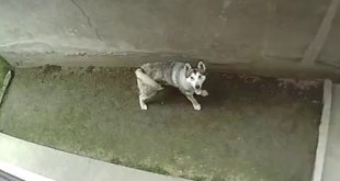 Recording My Big Alaskan Malamute Dog from My House Balcony