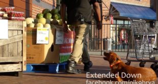 “Remi” Golden Retriever Puppy Awesome Results!  Hampton Roads Dog Trainers