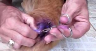 Removal mangoworms in dogs skin   mango worms skin infections   Mangoworms And Botfly   YouTube