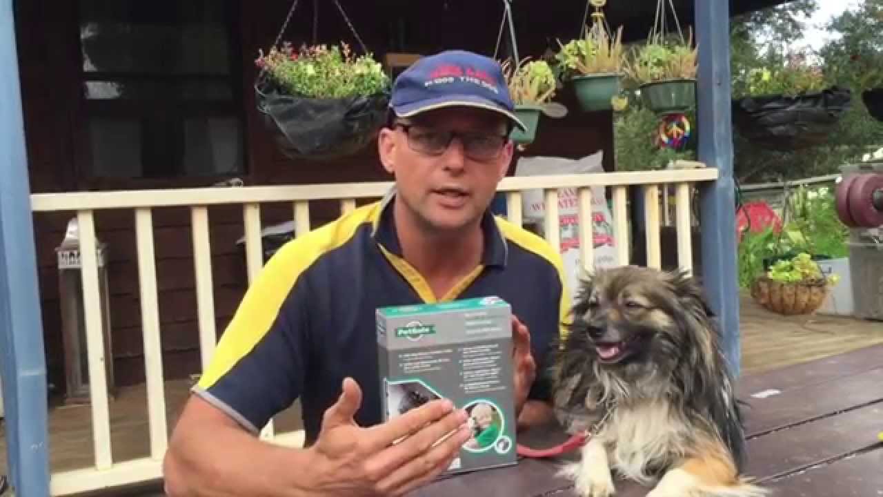 Review Petsafe Elite Little Dog Bark Collar Electic dog collar review