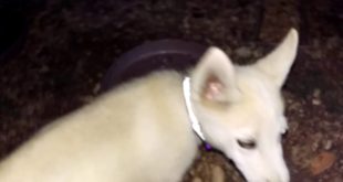 Rex husky not eating dry dog food