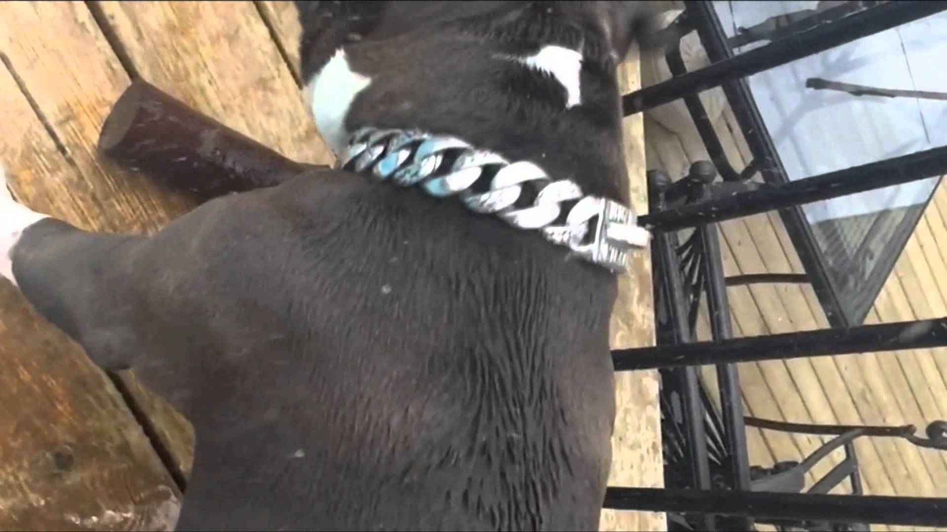 Rocky Designer | Dog Collar | BIG DOG CHAINS