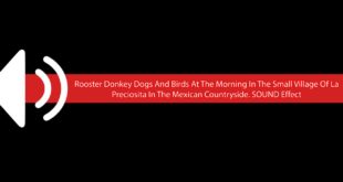 Rooster Donkey Dogs And Birds At The Morning In The Small Village Of La Preciosita In The Mexican Co