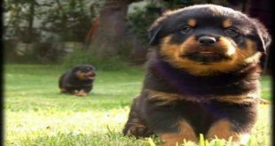 Rottweiler Puppies Funny Dog Grooming Videos