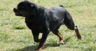 Rottweiler Puppies Playing | Funny Animal Dog Videos