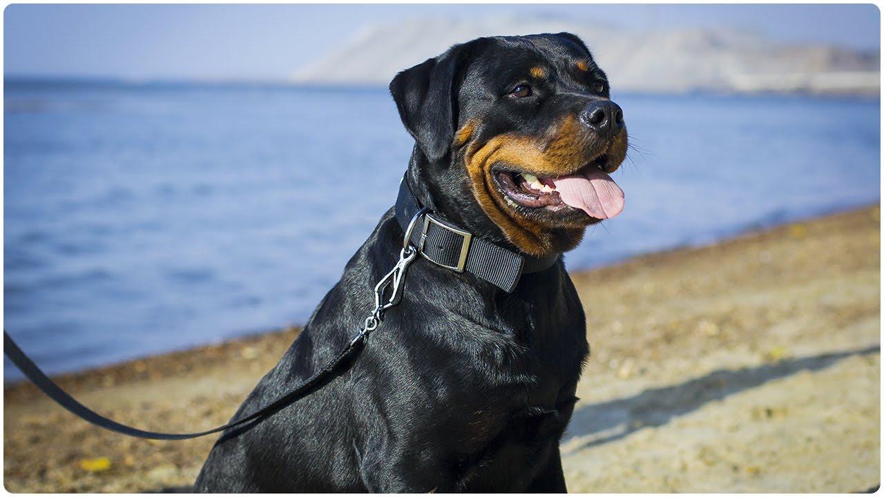 Rottweiler walking on a beach in 2 Ply Nylon Dog Collar with Name Plate