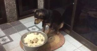 Sad dog sleep seat ignore food