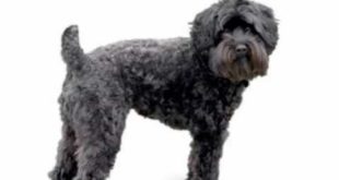 Schnoodle – Top 10 Most Popular Cross Breed Dogs – Schnoodle Puppies