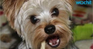 Serena Williams Eats Her Dog’s Food On Snapchat