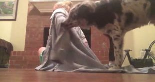 Service Dog Helps Remove Clothes