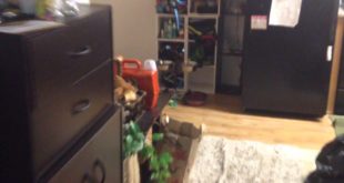 Service dog searches house