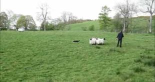Sheep Dog Trial – Cringletie House 23rd May 2016