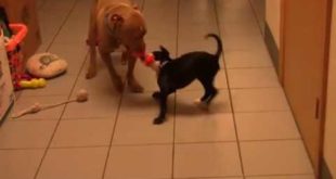 Shelby, the Labra Bull Puppy, Wags Her Way Home