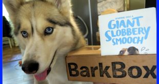 SHELBY WANTS THE CARROT | BarkBox UnBoxing with the Snow Dogs