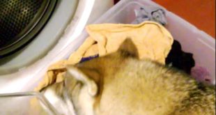 Shikoku dog and wet clean clothes