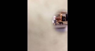 SHOCK COLLAR  Abuse by Sit Means Sit Owner