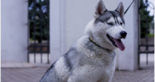 Siberian Husky with her pretty owner