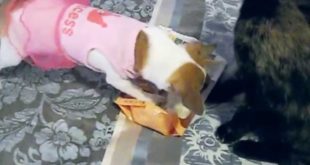 Simply Nourish Dog Treats Review & Pet Clothing Haul
