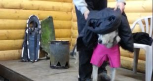 Sled dog clothing gear demonstration in Seward Alaska 8-2013