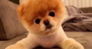 Small Cute Dog Breeds The World 16