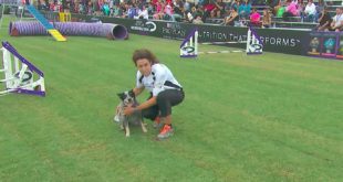 Small Dog Agility 3rd Place – 2016 Purina® Pro Plan® Incredible Dog Challenge® Western Regionals