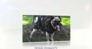 Small Dog Clothes – Scrappy’s Closet