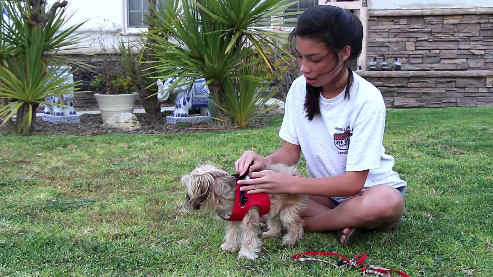 (Small Dog Harness) Vest Collar – Small Dog Best Harness Replace Collar
