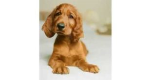 Small Dog Puppy