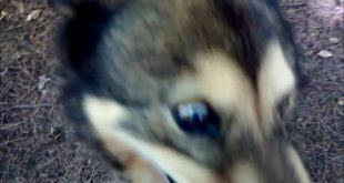 Small dog rescue in NC