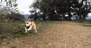 Small dogs Adventuring