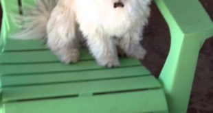 Small dogs and a senior dog in playtime