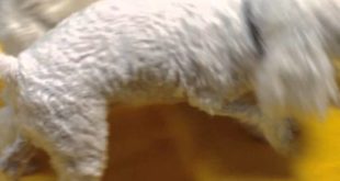 Small dogs and their big dog friends too