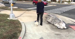 Small Dogs Are Amazing, Too!  Check Out Confident and Excited, Waylon!