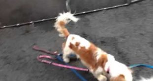 Small dogs at MACC