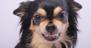 Small dogs bark the most!