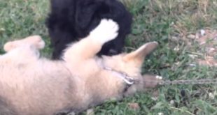 Small Dogs  Benxhi and Brendi ?