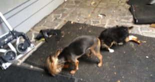 Small dogs, big bones