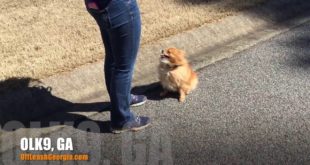 Small dogs can so off leash heel!!! | Pomeranian | Georgia Dog Trainers