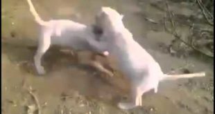 small dogs fight
