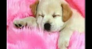 SMALL DOGS FUNNY SLIDESHOW VIDEO I DOG KINDS