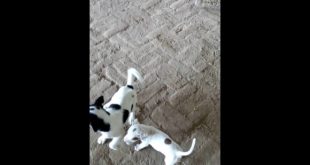 Small dogs in farm house