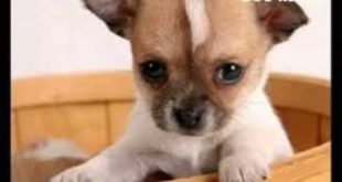 SMALL   DOGS   KINDS   SLIDE SHOW  VIDEO   I  DOG   KINDS