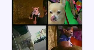 Small dogs LA to NY, One by One!