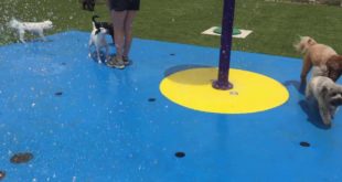 Small dogs on splash pad