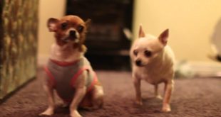 SMALL DOGS SUCK