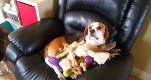 Small girl showers patient dog with toys