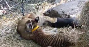 Small lions  tigers and dogs frolicking together