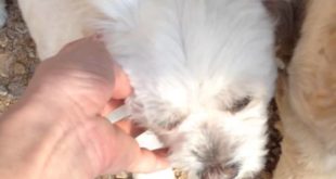 Small & senior dogs enjoy doggie daycare
